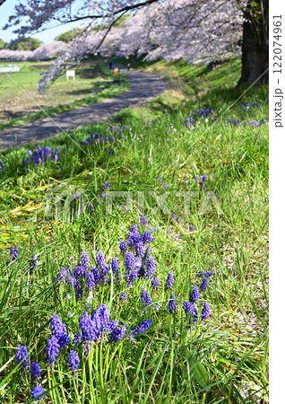 見沼田圃:ムスカリ群生 加田屋新田 さいたま市 見沼田圃:ムスカリ群生 加田屋新田 さいたま市 122074961