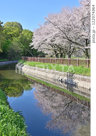 見沼田圃：見沼代用水東縁　桜回廊　加田屋新田　さいたま市 122074964