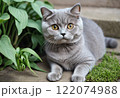 かわいい子猫 122074988