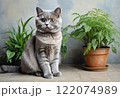 かわいい子猫 122074989