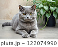 かわいい子猫 122074990