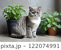かわいい子猫 122074991