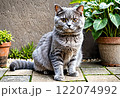かわいい子猫 122074992