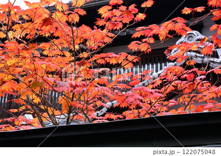 飛驒高山のモミジ 122075048