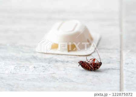 Pest control trap catching a cockroach on kitchen floor Pest control trap catching a cockroach on kitchen floor 122075072