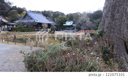 稱名寺の達磨御籤 122075101