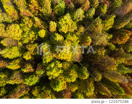 Aerial view of Bald Cypress forest in autumn and winter 122075286