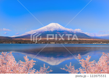 桜咲く新春の富士山 122075531