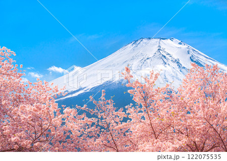 桜咲く新春の富士山 桜咲く新春の富士山 122075535