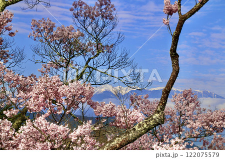 高遠城址公園の桜・中央アルプス(長野県・伊那市) 高遠城址公園の桜・中央アルプス(長野県・伊那市) 122075579