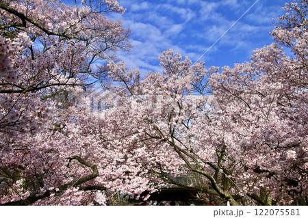 高遠城址公園の桜・桜雲橋（長野県・伊那市） 122075581
