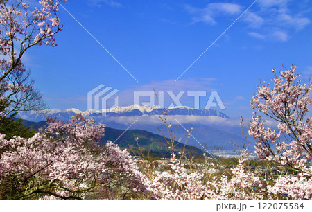 高遠城址公園の桜・中央アルプス（長野県・伊那市） 122075584