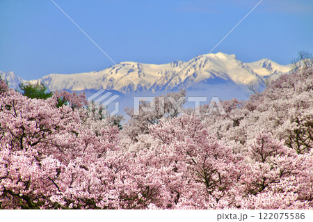 高遠城址公園の桜・中央アルプス(長野県・伊那市) 高遠城址公園の桜・中央アルプス(長野県・伊那市) 122075586