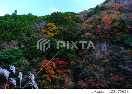 三重県名張市の香落渓の紅葉 三重県名張市の香落渓の紅葉 122075628