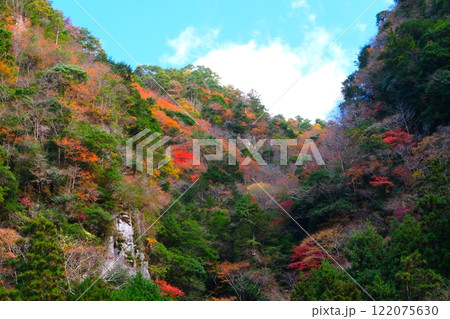 三重県名張市の香落渓の紅葉 122075630
