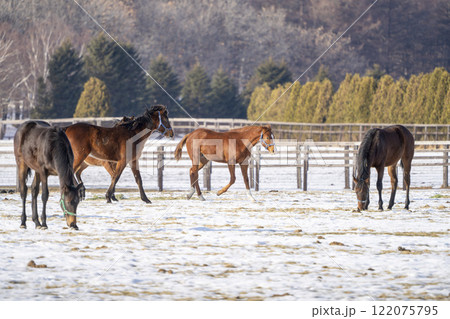 冬のサラブレッド生産牧場　1歳馬　競走馬　北海道安平町 122075795