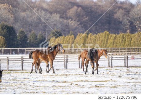 冬のサラブレッド生産牧場　1歳馬　競走馬　北海道安平町 122075796