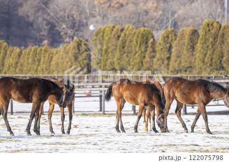 冬のサラブレッド生産牧場　1歳馬　競走馬　北海道安平町 122075798