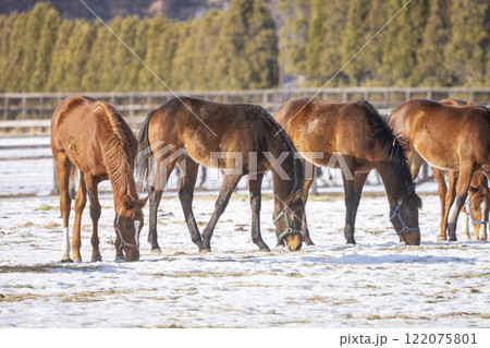 冬のサラブレッド生産牧場　1歳馬　競走馬　北海道安平町 122075801