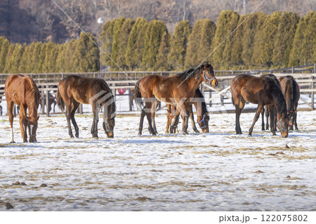 冬のサラブレッド生産牧場 1歳馬 競走馬 北海道安平町 冬のサラブレッド生産牧場 1歳馬 競走馬 北海道安平町 122075802