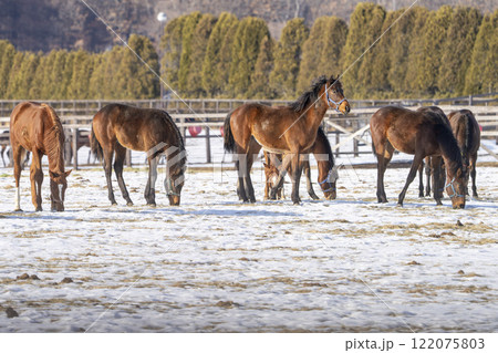 冬のサラブレッド生産牧場 1歳馬 競走馬 北海道安平町 冬のサラブレッド生産牧場 1歳馬 競走馬 北海道安平町 122075803