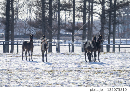 冬のサラブレッド生産牧場　1歳馬　競走馬　北海道安平町 122075810