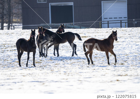 冬のサラブレッド生産牧場　1歳馬　競走馬　北海道安平町 122075815