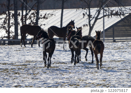 冬のサラブレッド生産牧場　1歳馬　競走馬　北海道安平町 122075817