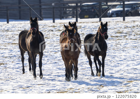 冬のサラブレッド生産牧場　1歳馬　競走馬　北海道安平町 122075820