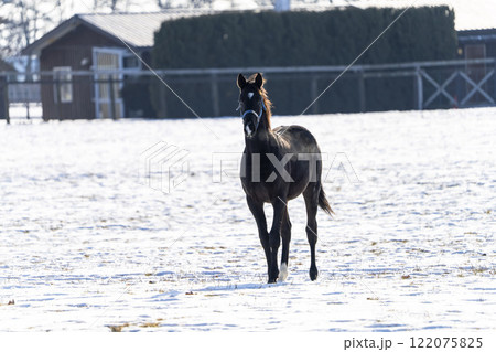 冬のサラブレッド生産牧場　1歳馬　競走馬　北海道安平町 122075825