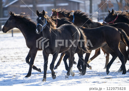 冬のサラブレッド生産牧場 1歳馬 競走馬 北海道安平町 冬のサラブレッド生産牧場 1歳馬 競走馬 北海道安平町 122075828