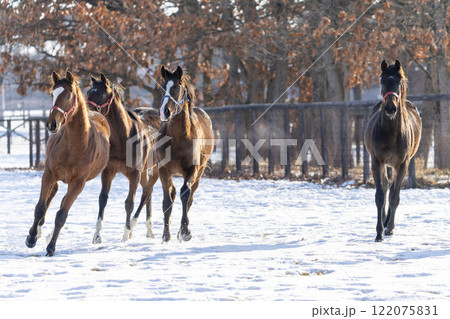 冬のサラブレッド生産牧場　1歳馬　競走馬　北海道安平町 122075831