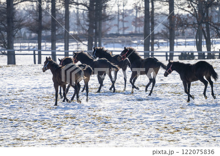 冬のサラブレッド生産牧場 1歳馬 競走馬 北海道安平町 冬のサラブレッド生産牧場 1歳馬 競走馬 北海道安平町 122075836