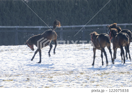 冬のサラブレッド生産牧場 1歳馬 競走馬 北海道安平町 冬のサラブレッド生産牧場 1歳馬 競走馬 北海道安平町 122075838