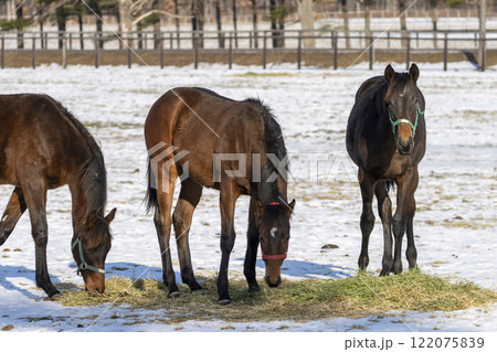 冬のサラブレッド生産牧場　1歳馬　競走馬　北海道安平町 122075839