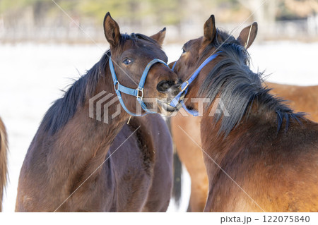 冬のサラブレッド生産牧場　1歳馬　競走馬　北海道安平町 122075840
