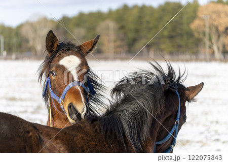 冬のサラブレッド生産牧場　1歳馬　競走馬　北海道安平町 122075843