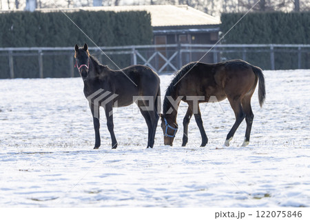 冬のサラブレッド生産牧場　1歳馬　競走馬　北海道安平町 122075846