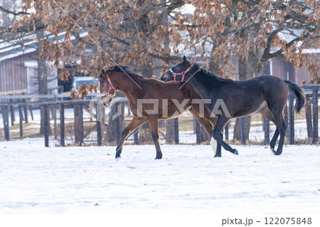 冬のサラブレッド生産牧場　1歳馬　競走馬　北海道安平町 122075848