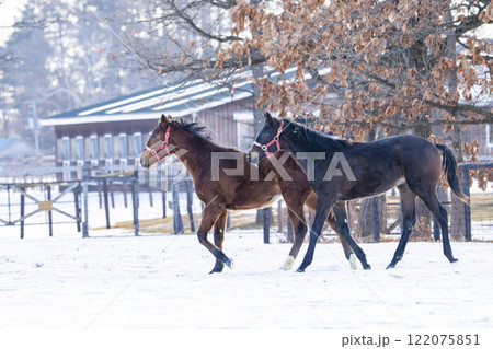 冬のサラブレッド生産牧場 1歳馬 競走馬 北海道安平町 冬のサラブレッド生産牧場 1歳馬 競走馬 北海道安平町 122075851