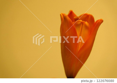 いよいよ開花　オリエンタル リリー 122076080