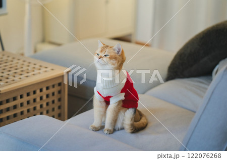 pet care concept with british cat wear cloth and play with owner in living room pet care concept with british cat wear cloth and play with owner in living room 122076268