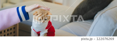 pet care concept with british cat wear cloth and play with owner in living room pet care concept with british cat wear cloth and play with owner in living room 122076269