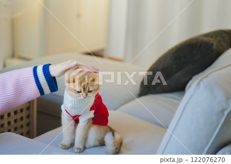 pet care concept with british cat wear cloth and play with owner in living room 122076270