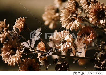 冬の枯れていく花 122076275