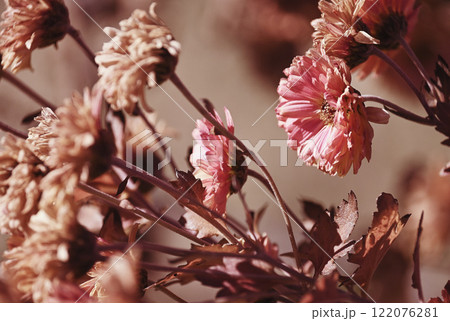 冬の枯れていく花 冬の枯れていく花 122076281
