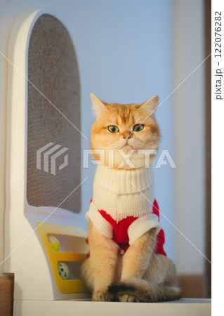pet care concept with british cat wear cloth and play with owner in living room 122076282