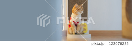 pet care concept with british cat wear cloth and play with owner in living room pet care concept with british cat wear cloth and play with owner in living room 122076283