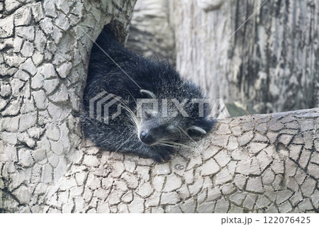Sleeping binturong on a tree Sleeping binturong on a tree 122076425