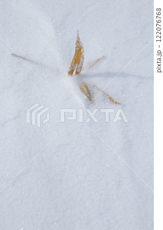 雪に埋もれた黄色いササの葉 雪に埋もれた黄色いササの葉 122076768